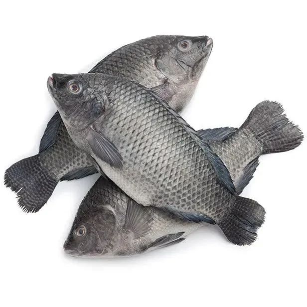 Tilapia 300-500g