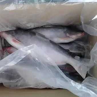 Frozen Pangasius White Catfish Whole 2.5kg