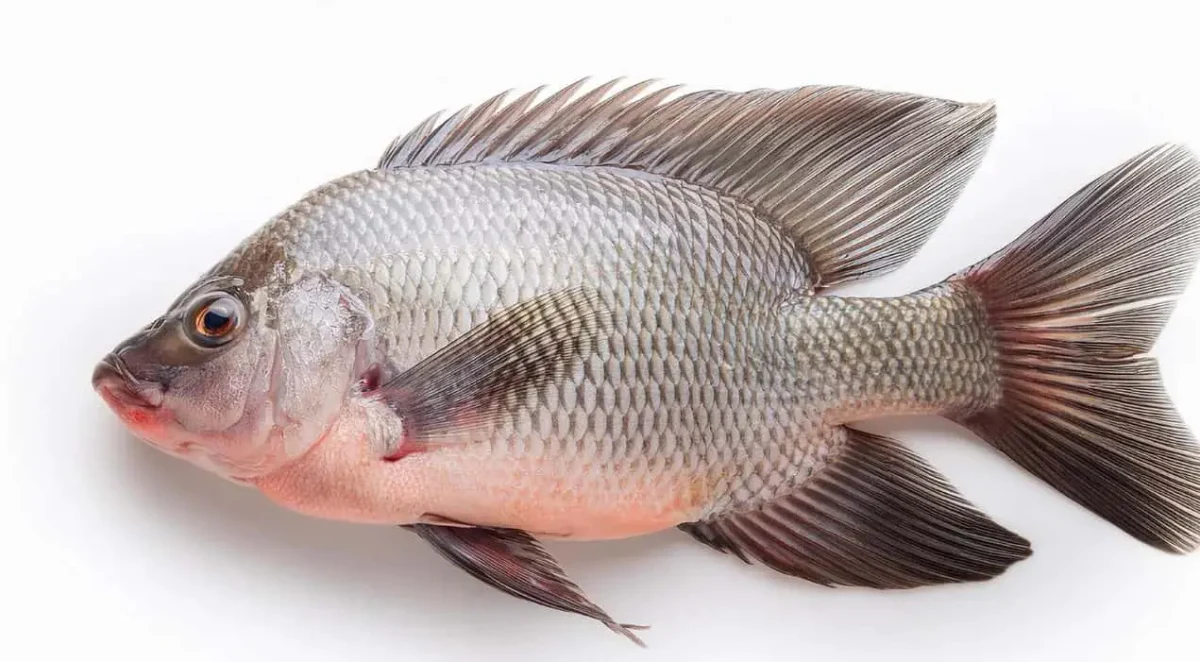 Tilapia Fish Steak FROZEN 1kg